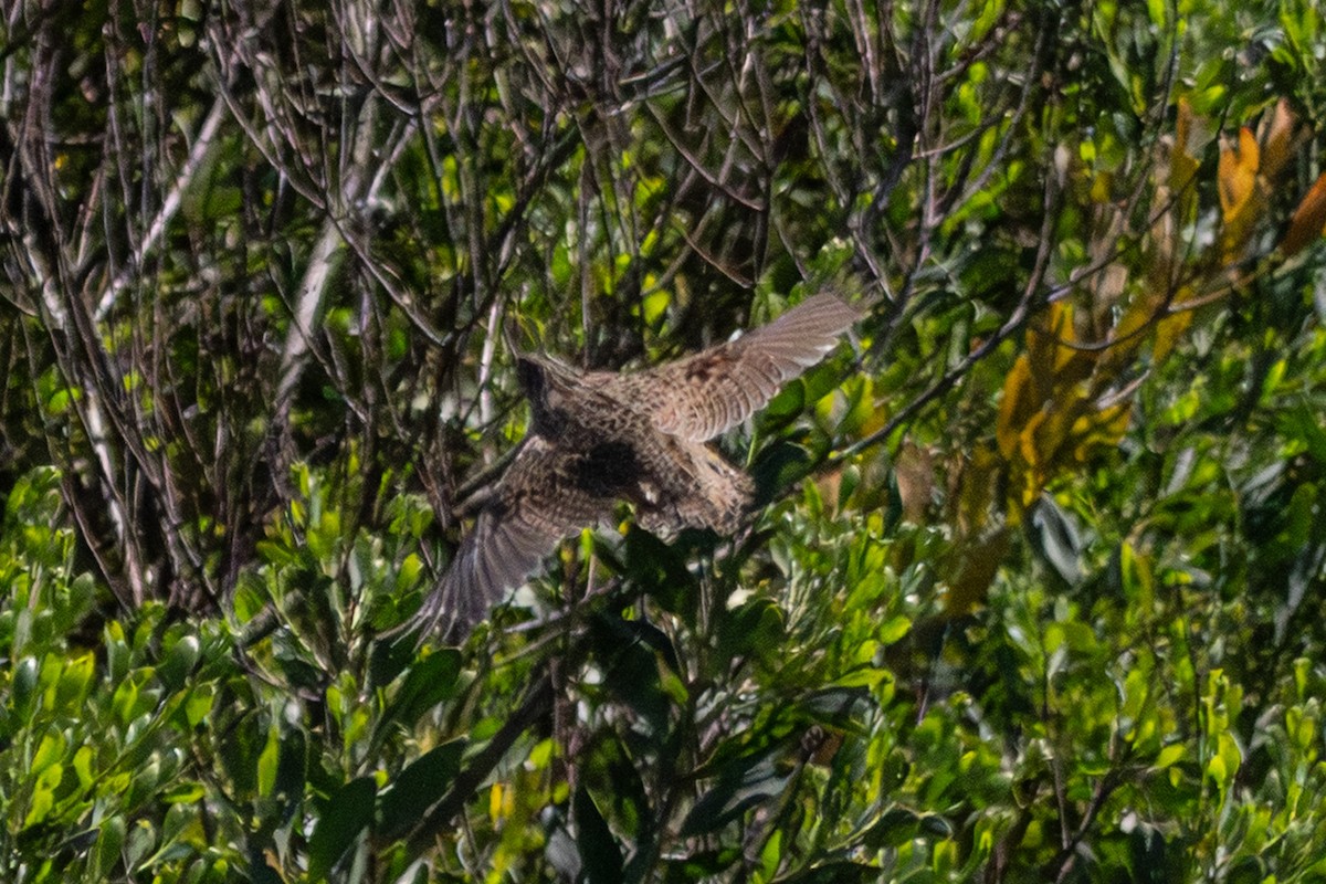 Brown Quail - ML646731466