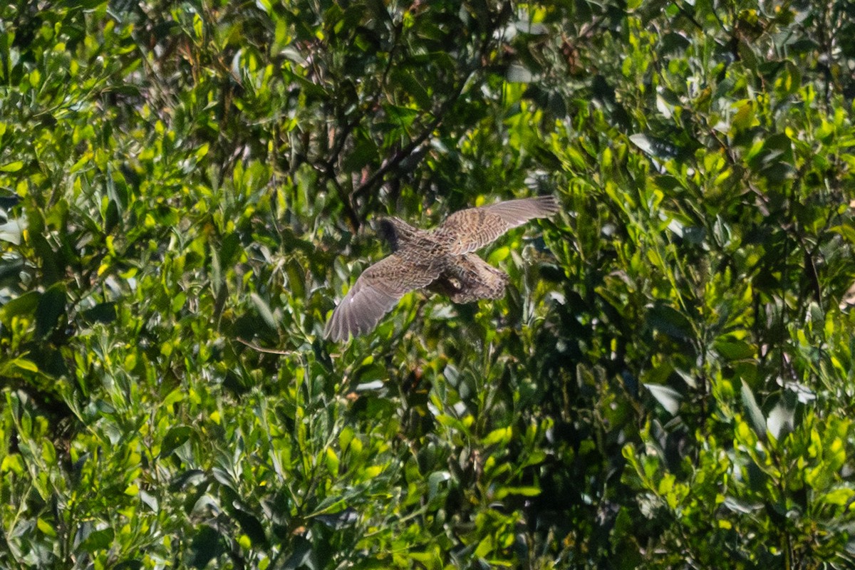 Brown Quail - ML646731467