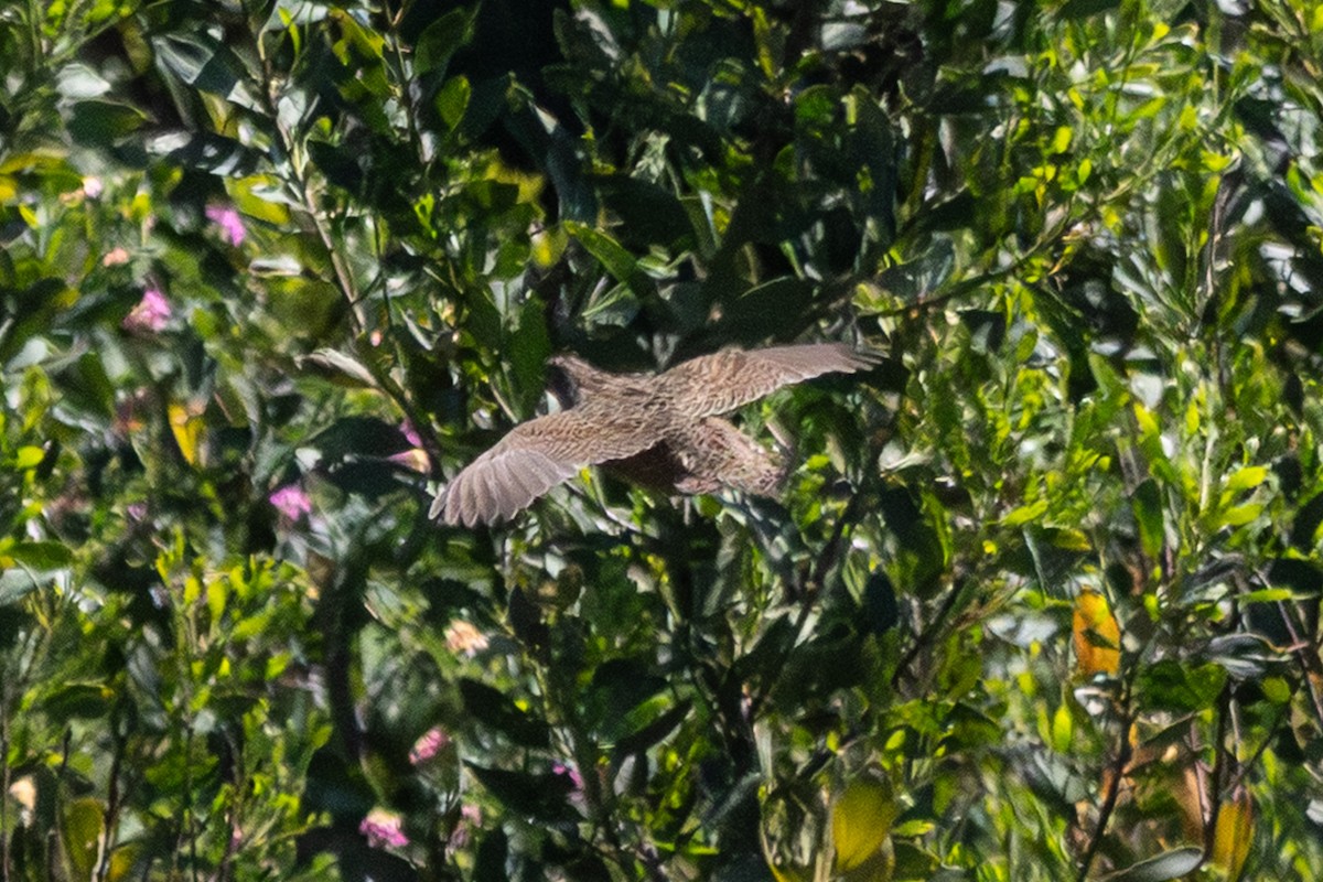 Brown Quail - ML646731468