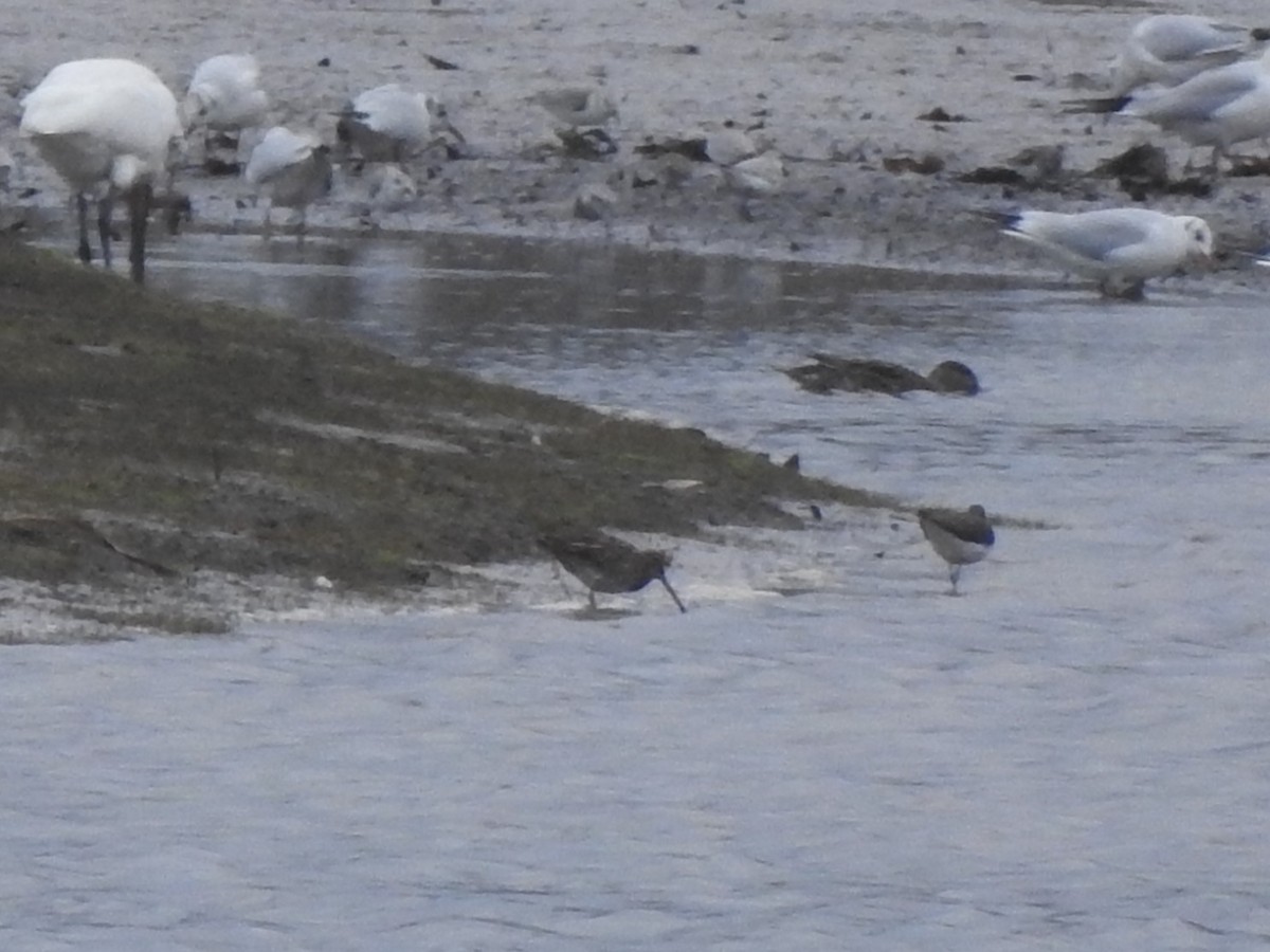 Agachadiza Común - ML646731471