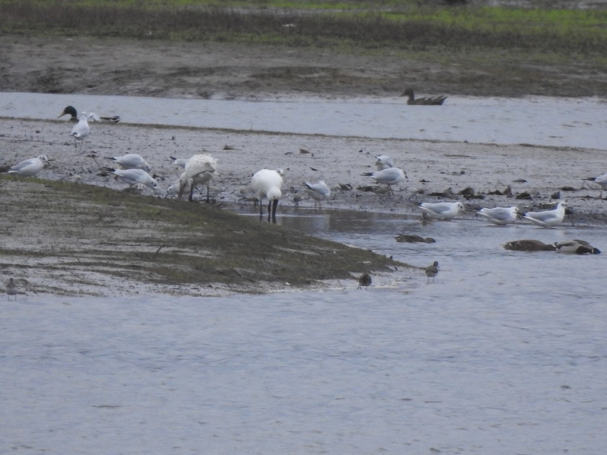 Eurasian Spoonbill - ML646731474