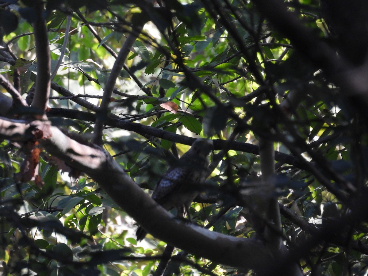 メジロサシバ - ML646731477