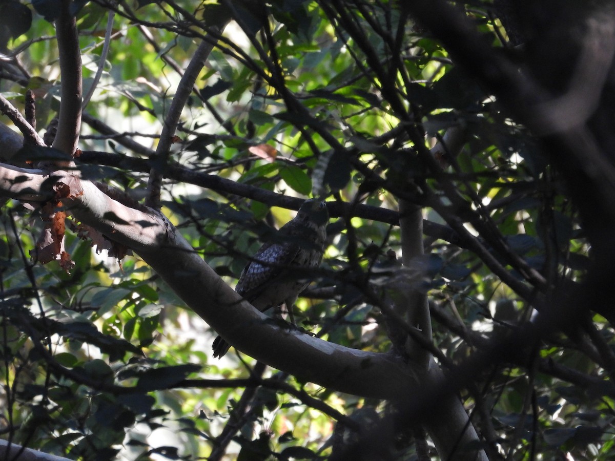 メジロサシバ - ML646731478