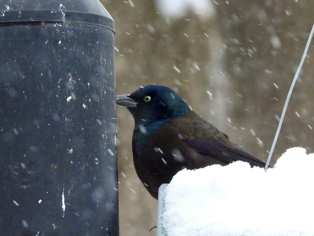 Common Grackle - ML646731479