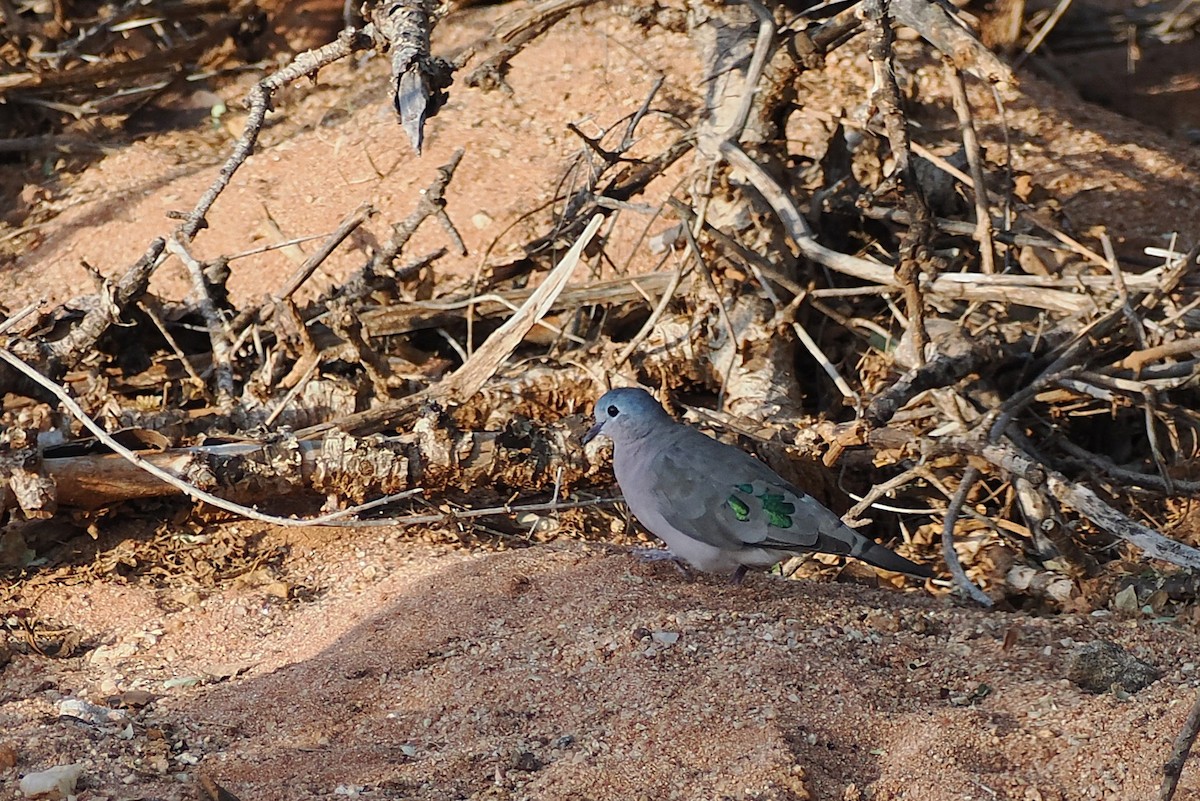 Зеленокрылая лесная горлица - ML646731480