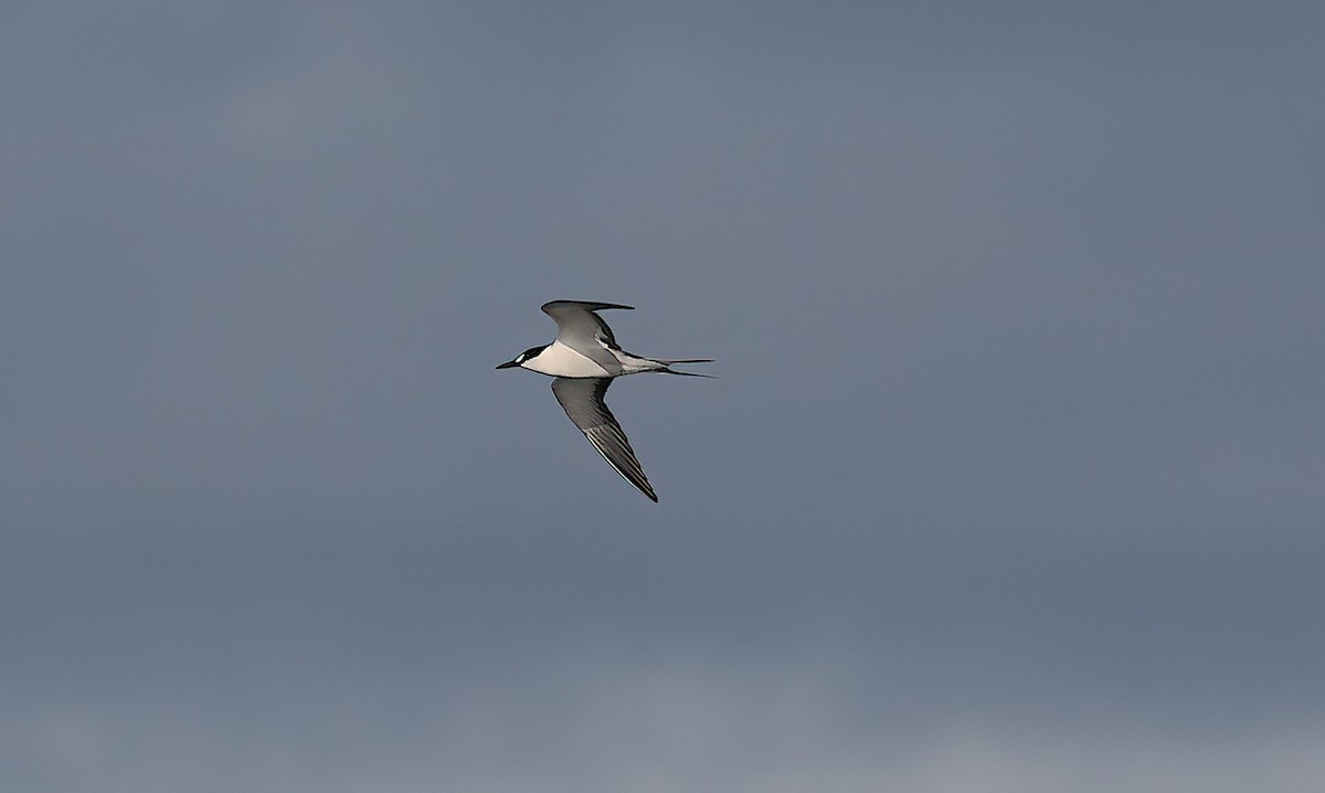 Kara Sırtlı Sumru - ML646731483