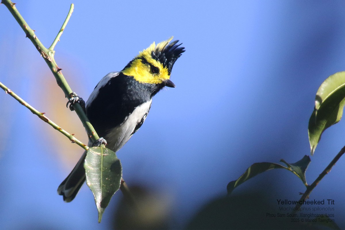 Carbonero Carigualdo Chino - ML646731485