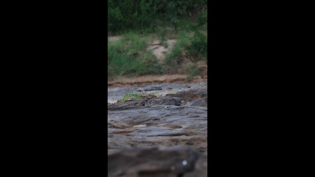 Mekong Wagtail - ML646731486