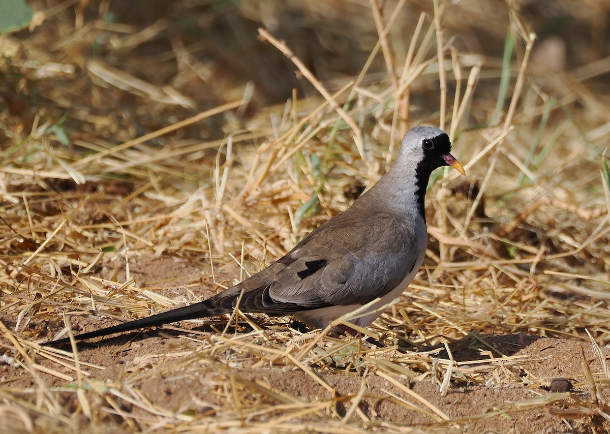 Kaptäubchen - ML646731487