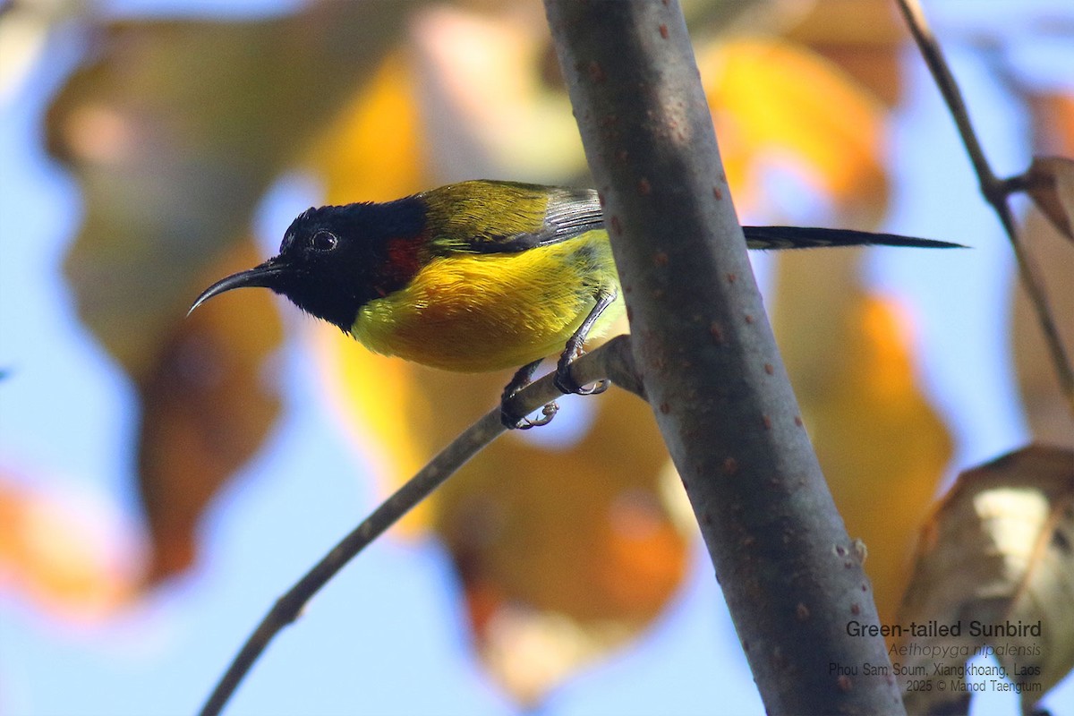 Suimanga Coliverde - ML646731491