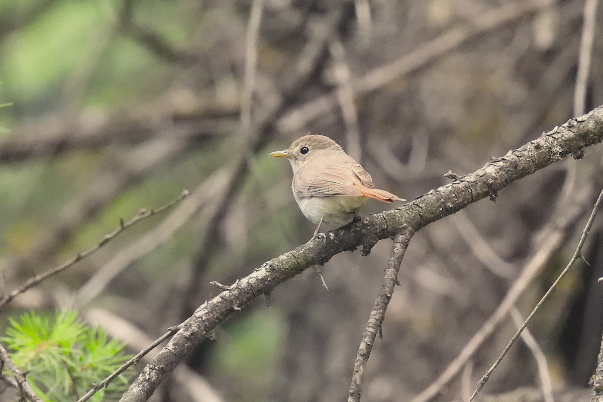 Rusty-tailed Flycatcher - ML646731492