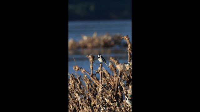 Mekong Wagtail - ML646731494