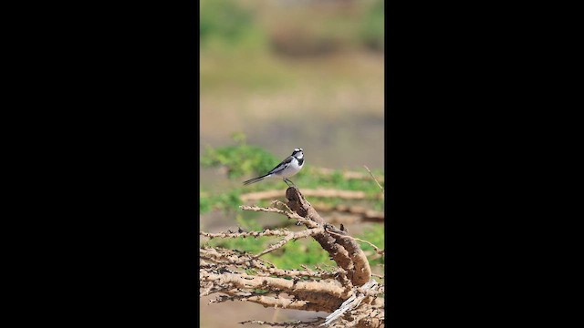 Mekong Wagtail - ML646731495