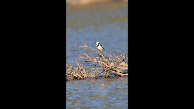 Mekong Wagtail - ML646731496