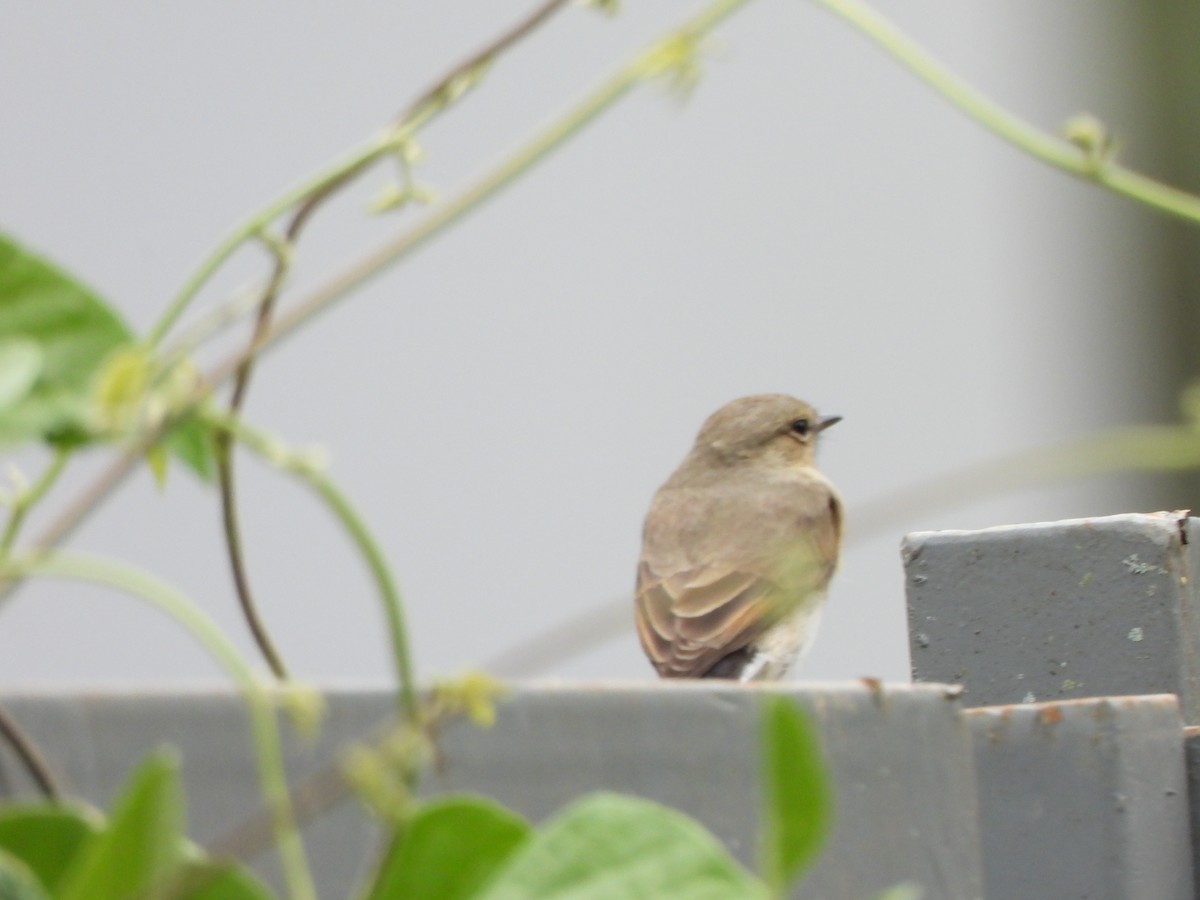 ヒメイワタイランチョウ - ML646731497