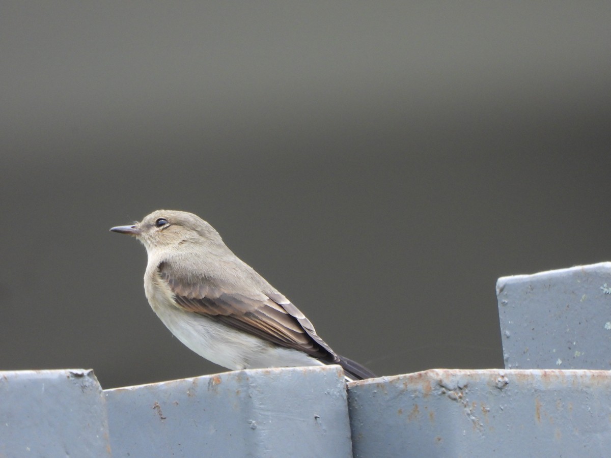 ヒメイワタイランチョウ - ML646731498