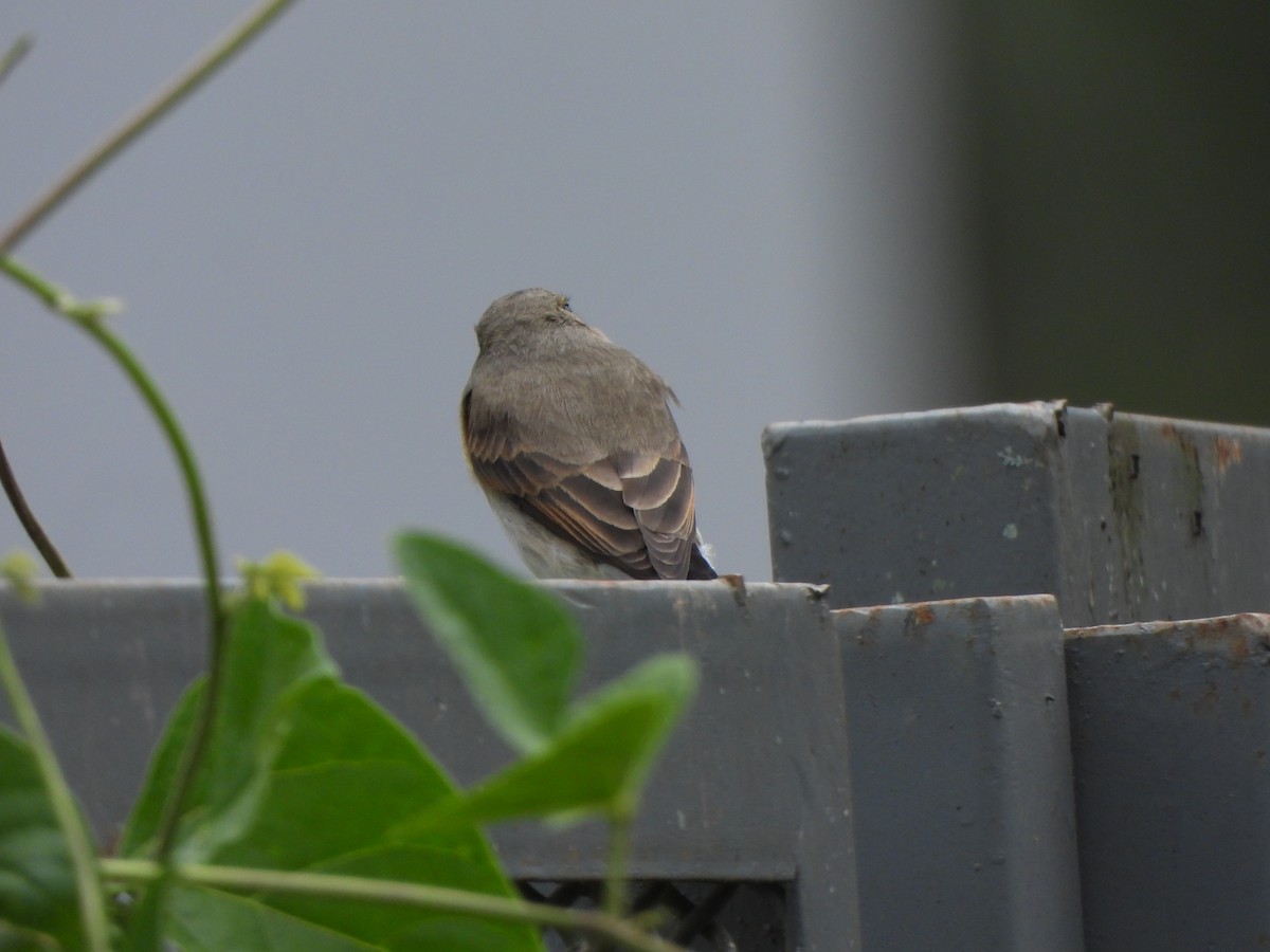 ヒメイワタイランチョウ - ML646731499