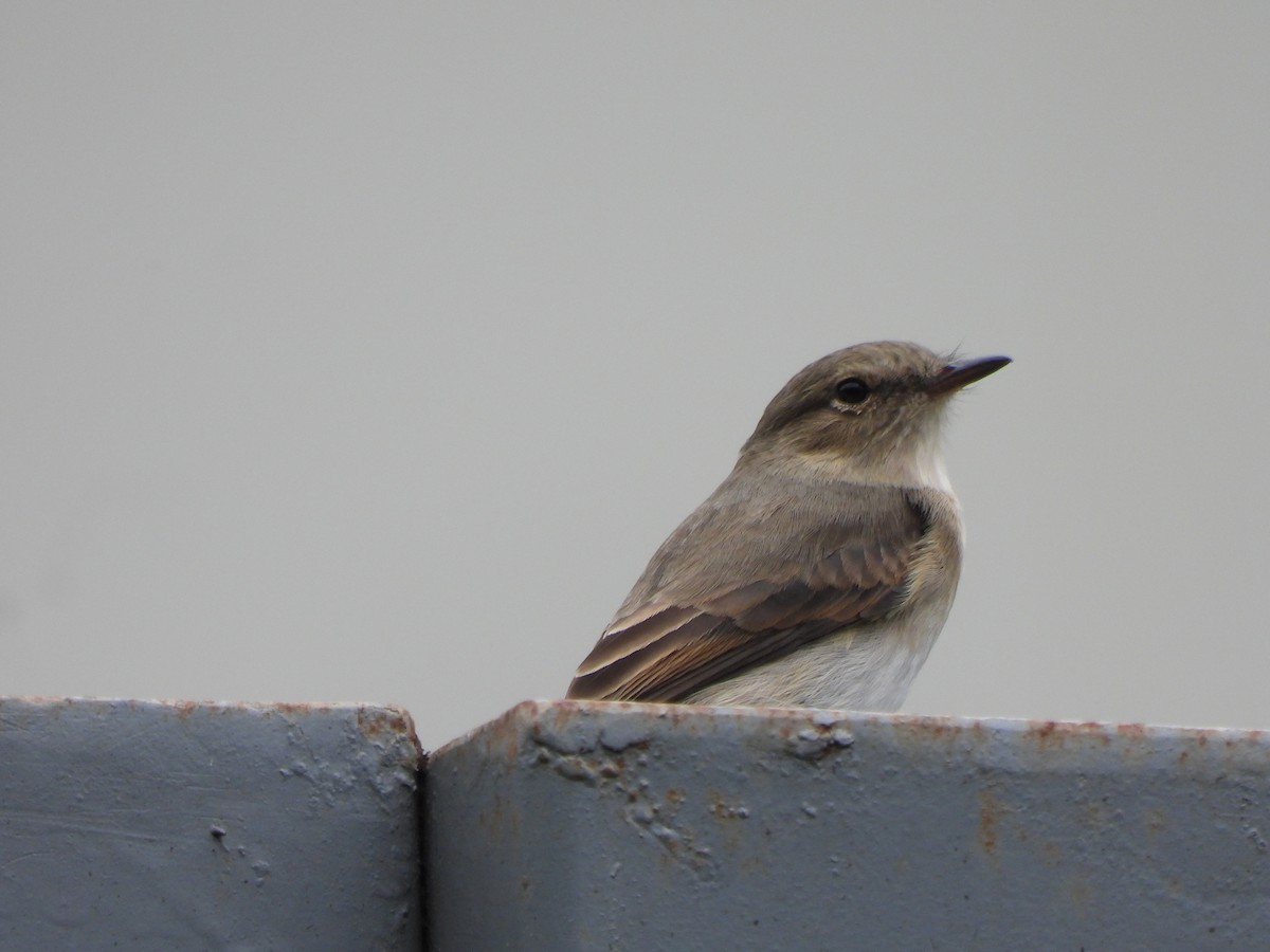 ヒメイワタイランチョウ - ML646731500