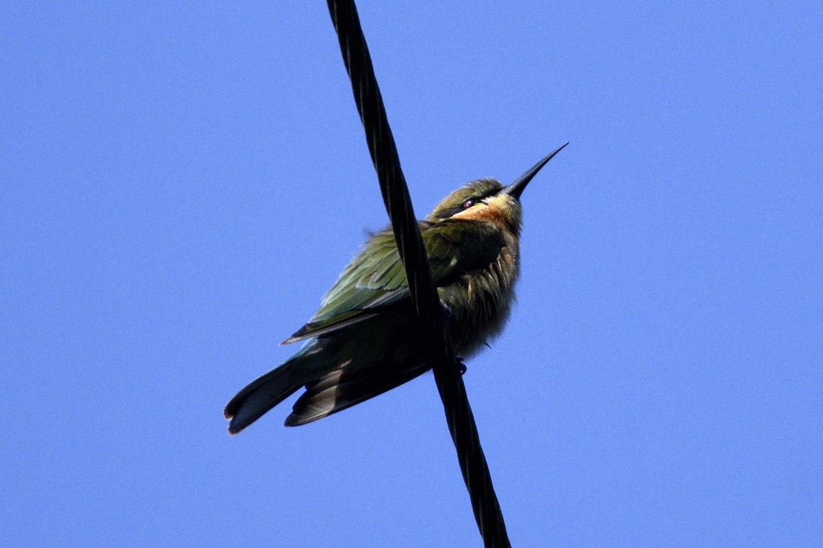 Blue-tailed Bee-eater - ML646731501