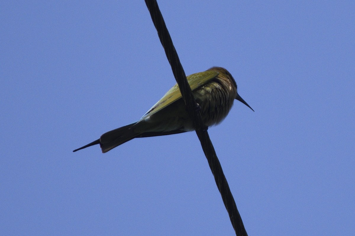 Blue-tailed Bee-eater - ML646731502