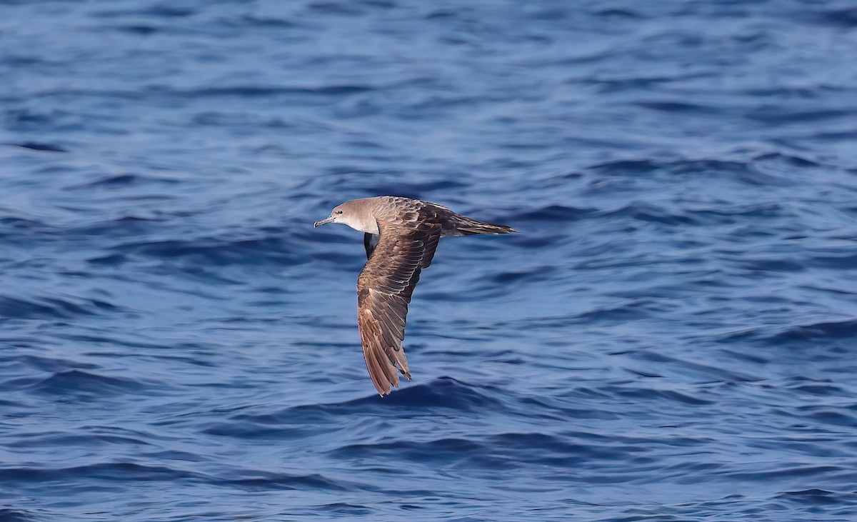 Kama Kuyruklu Yelkovan - ML646731503