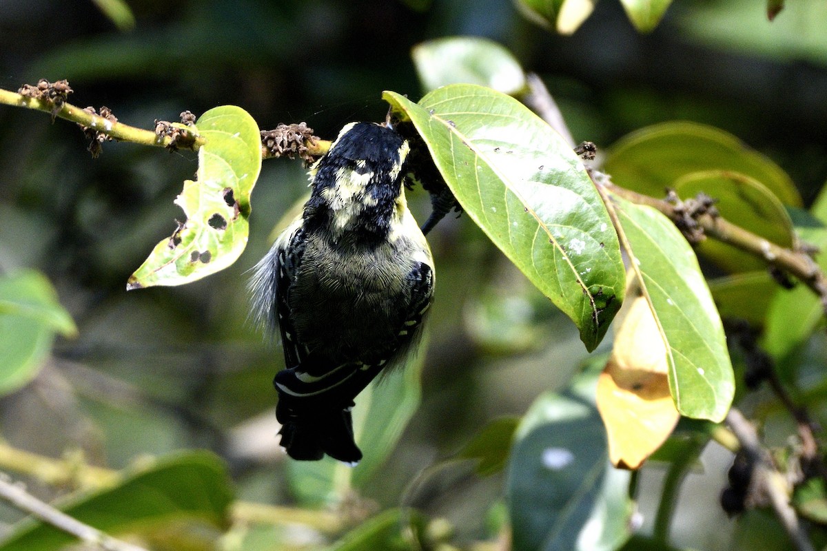 Indian Yellow Tit - ML646731510