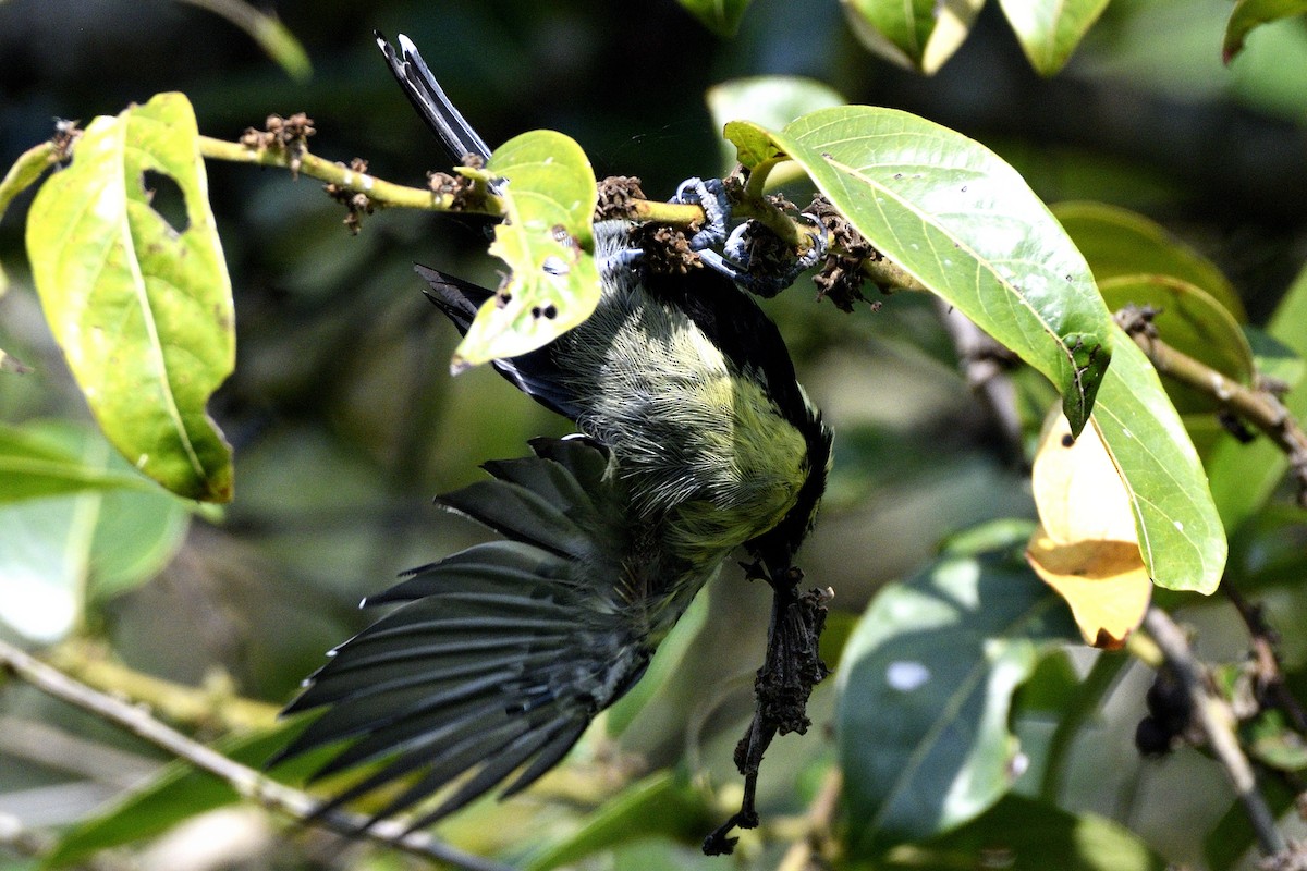 Indian Yellow Tit - ML646731511