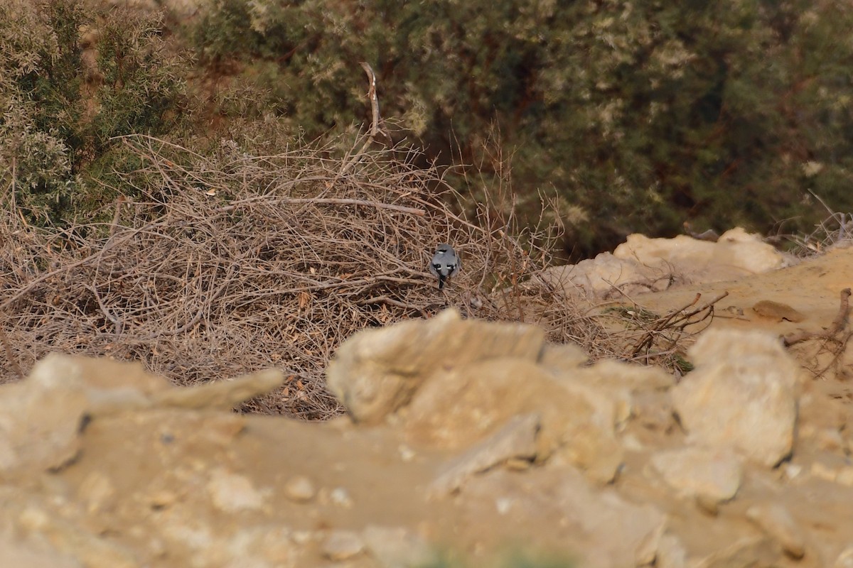 Great Gray Shrike (Arabian) - ML646731525