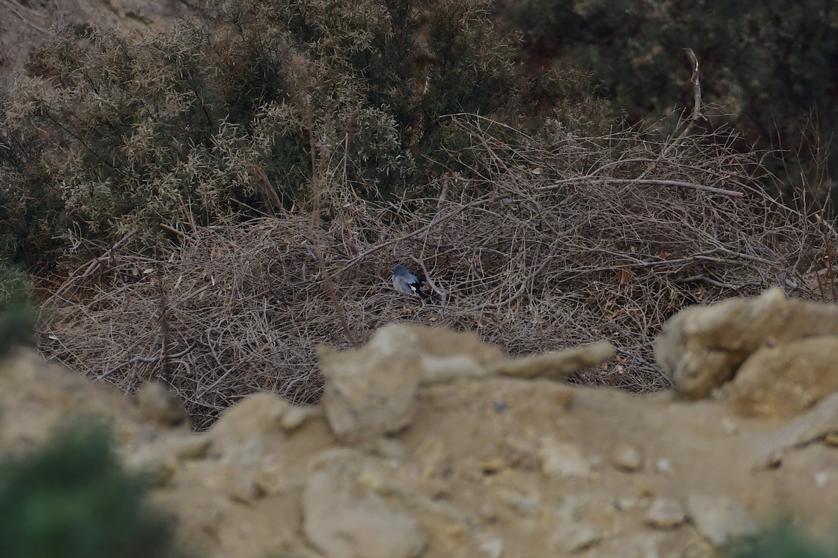 Great Gray Shrike (Arabian) - ML646731526