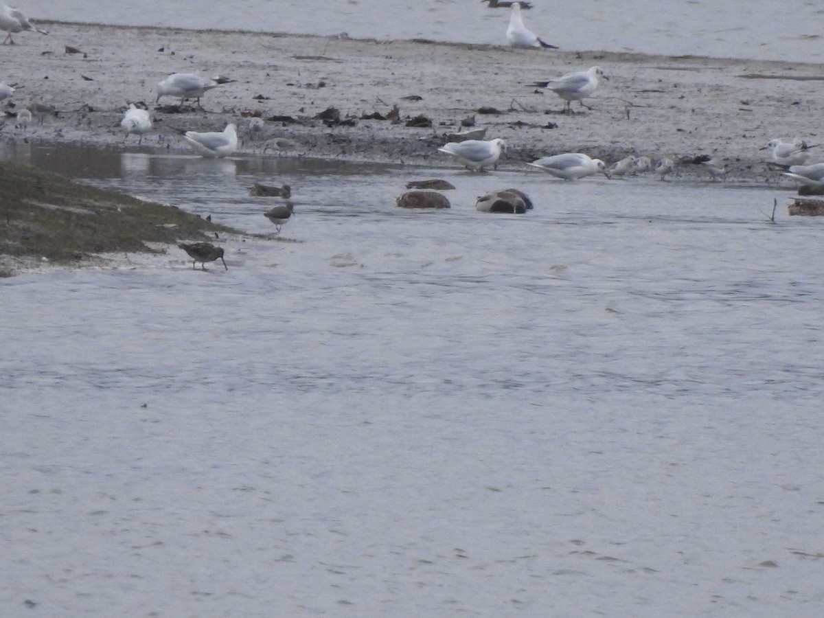 Agachadiza Común - ML646731531