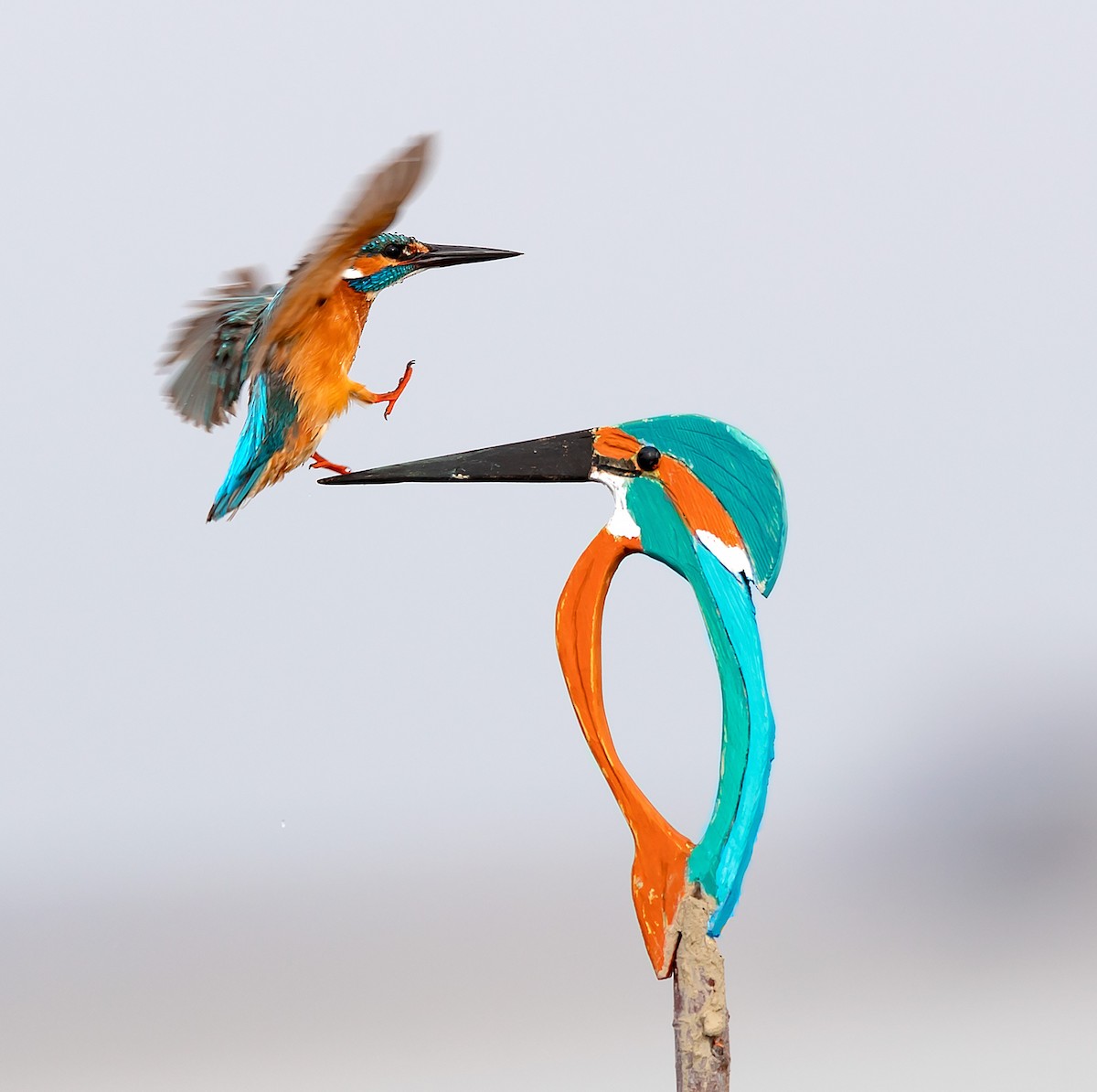 Common Kingfisher - ML646731532