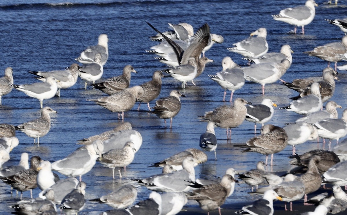 שחף בלתי-מזוהה (גדול) - ML646731533