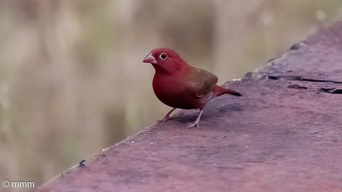 Red-billed Firefinch - ML646731535