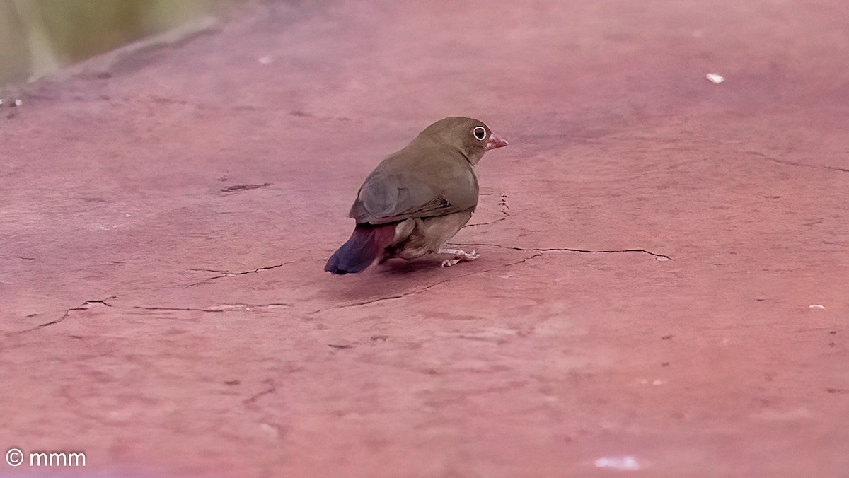 Red-billed Firefinch - ML646731536