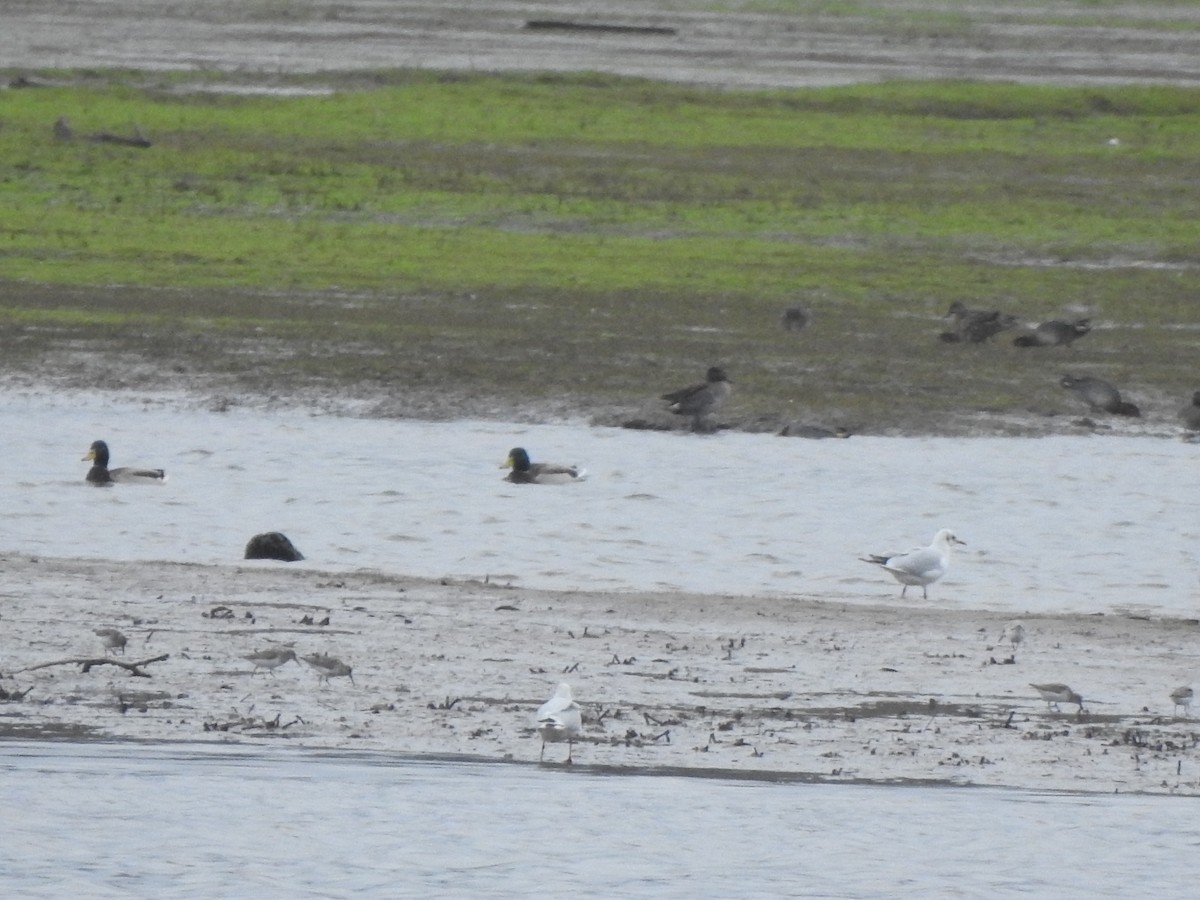 Dunlin - ML646731538