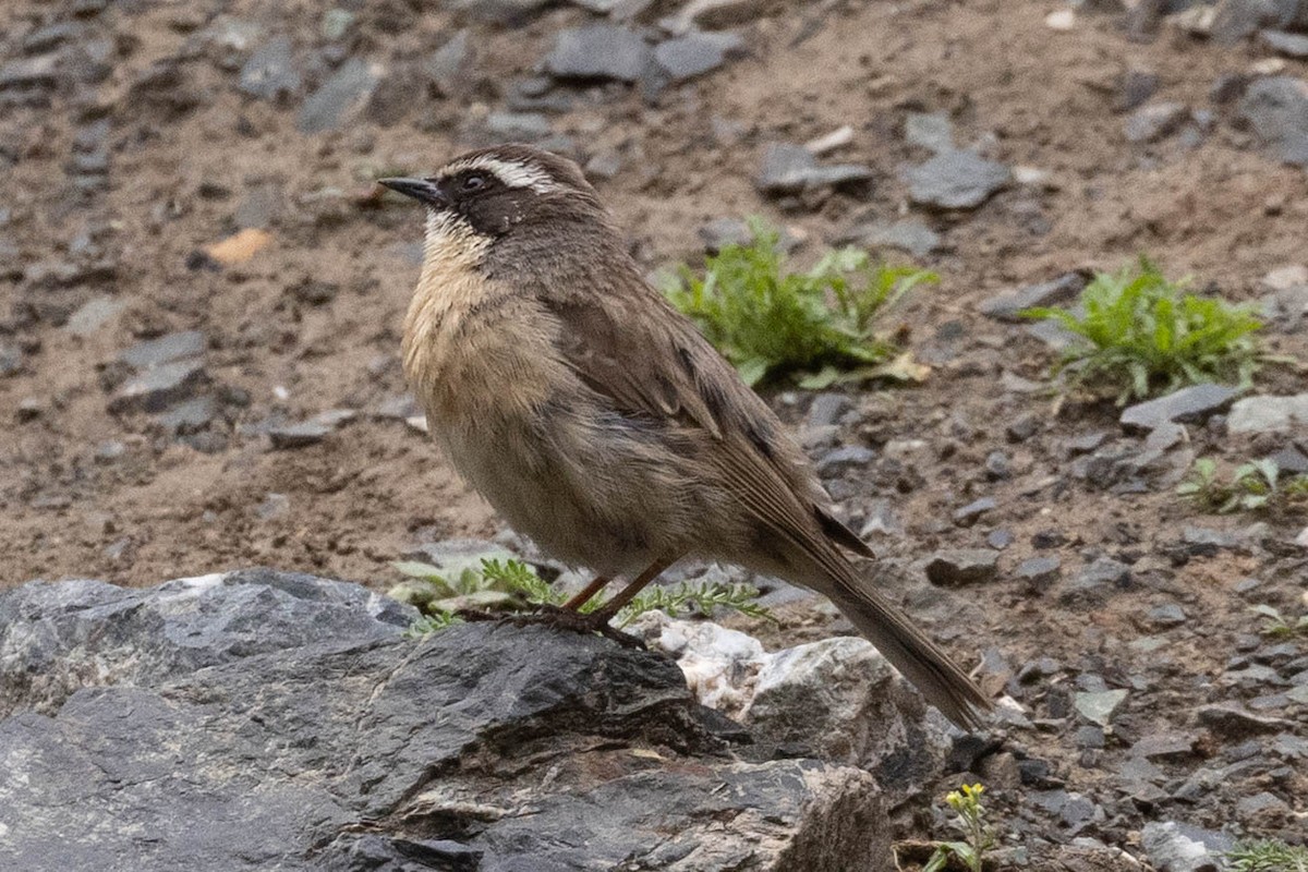 Brown Accentor - ML646731539