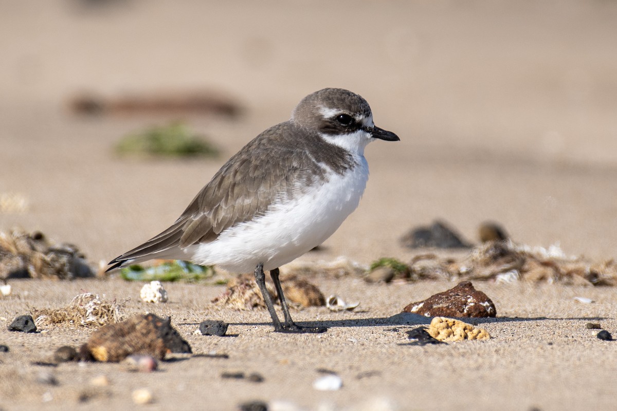 Sibirya Cılıbıtı - ML646731541