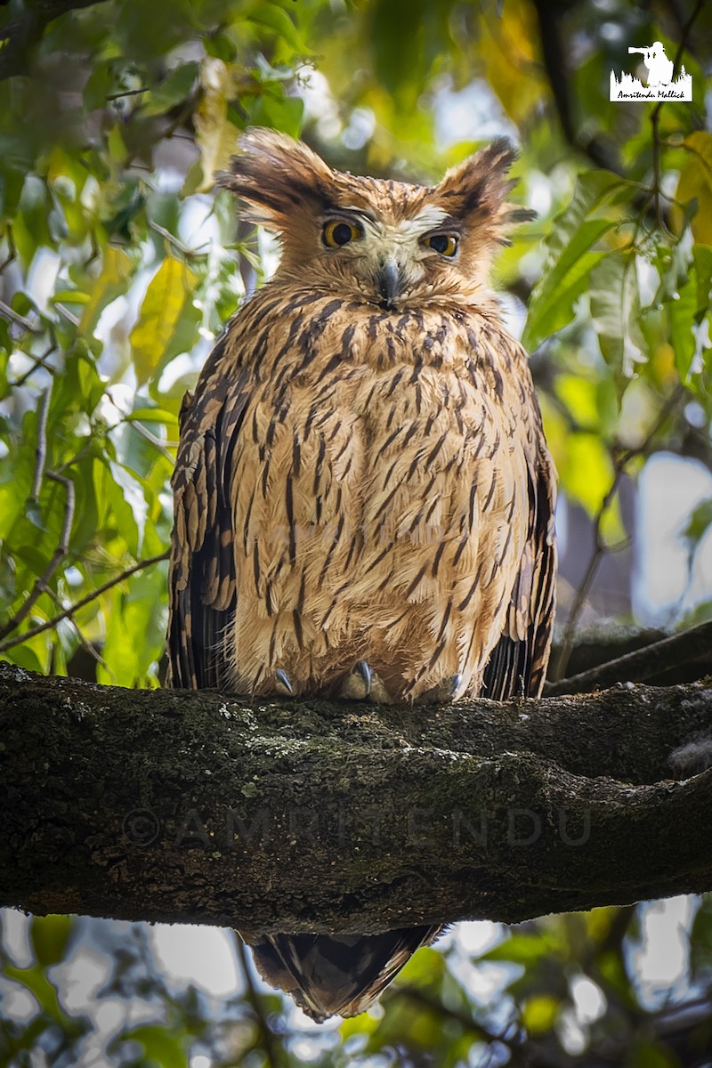 Tawny Fish-Owl - ML646731542