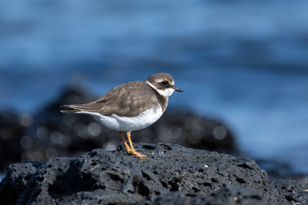 Halkalı Cılıbıt - ML646731544