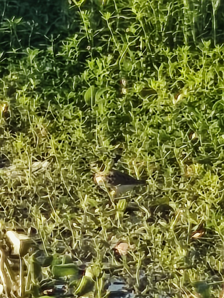 strandsnipe - ML646731545