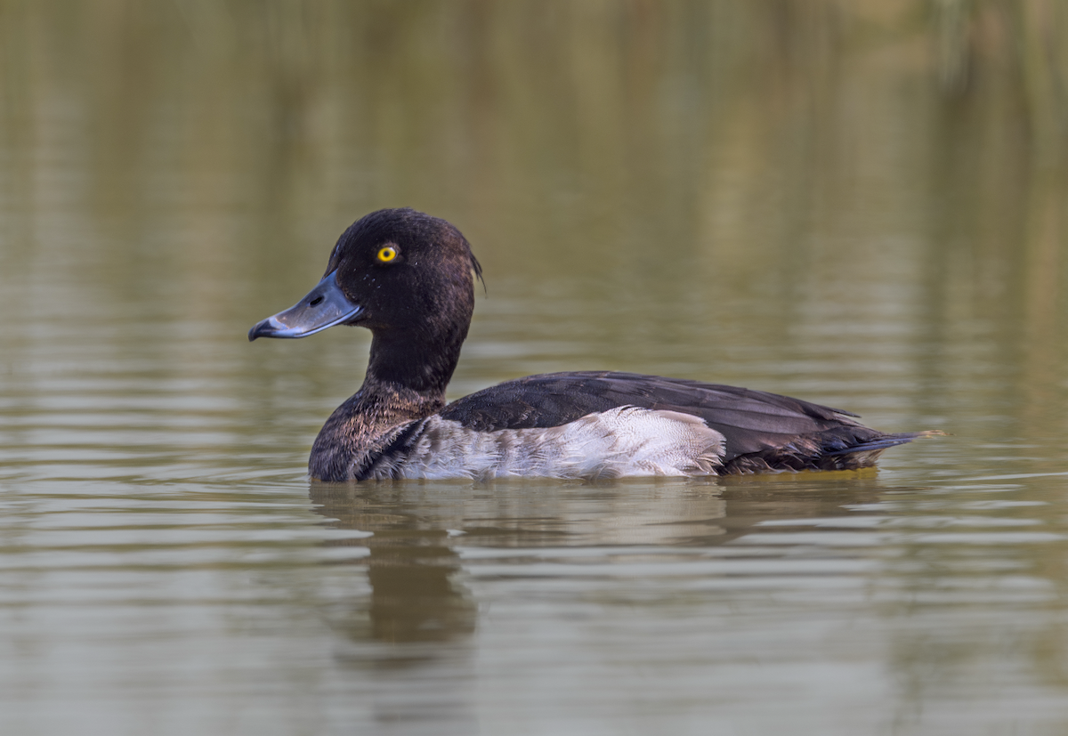 Tufted Duck - ML646731547