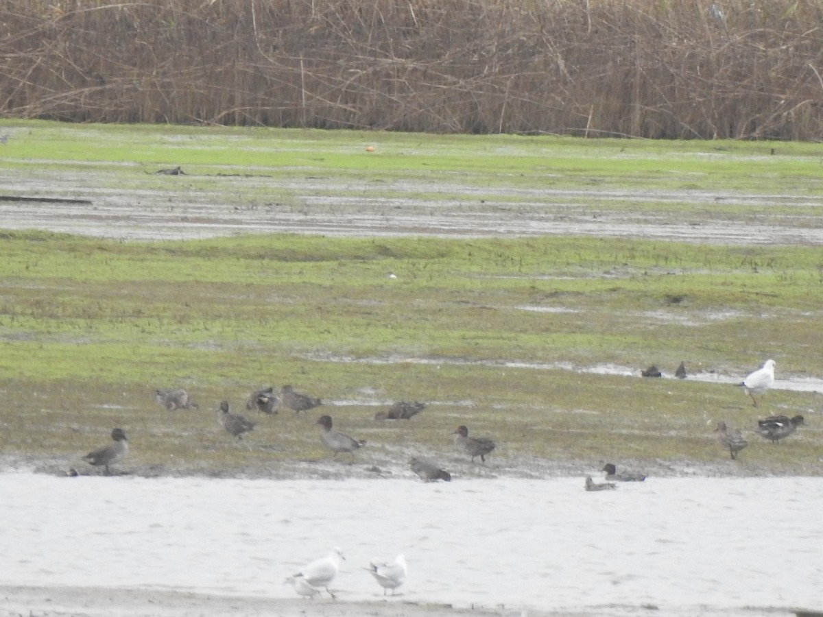 Green-winged Teal - ML646731548
