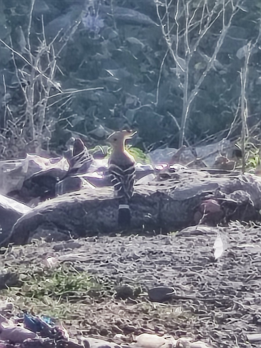 hærfugl - ML646731549