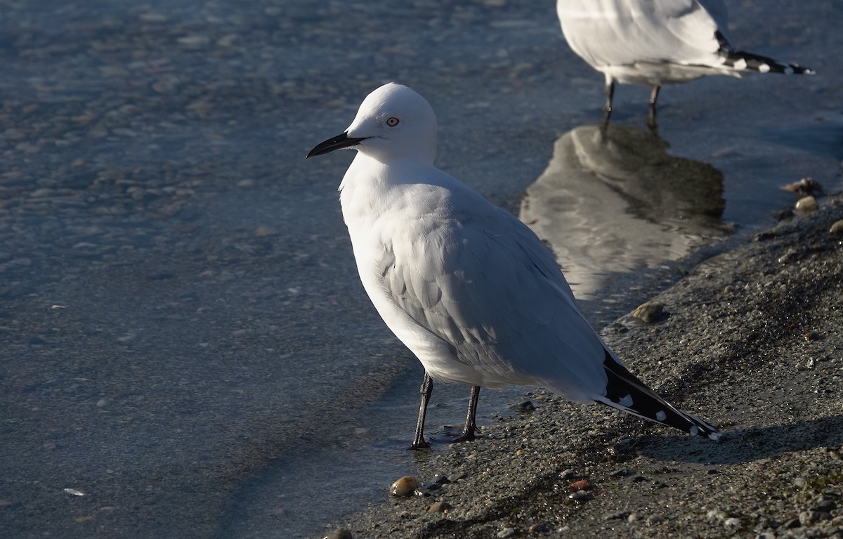 Gaviota Maorí - ML646731551