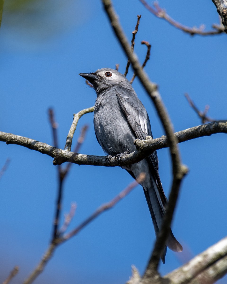 Kül Rengi Drongo - ML646731552
