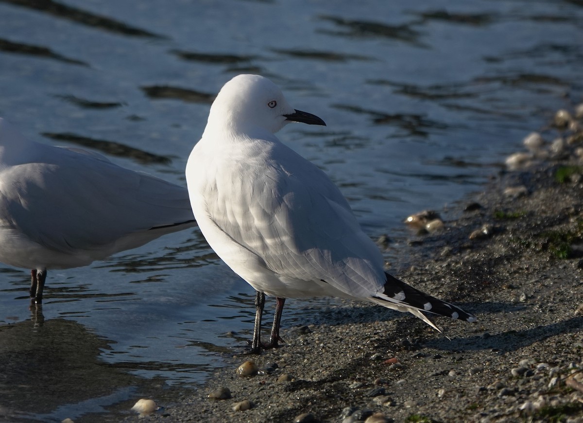 Gaviota Maorí - ML646731553