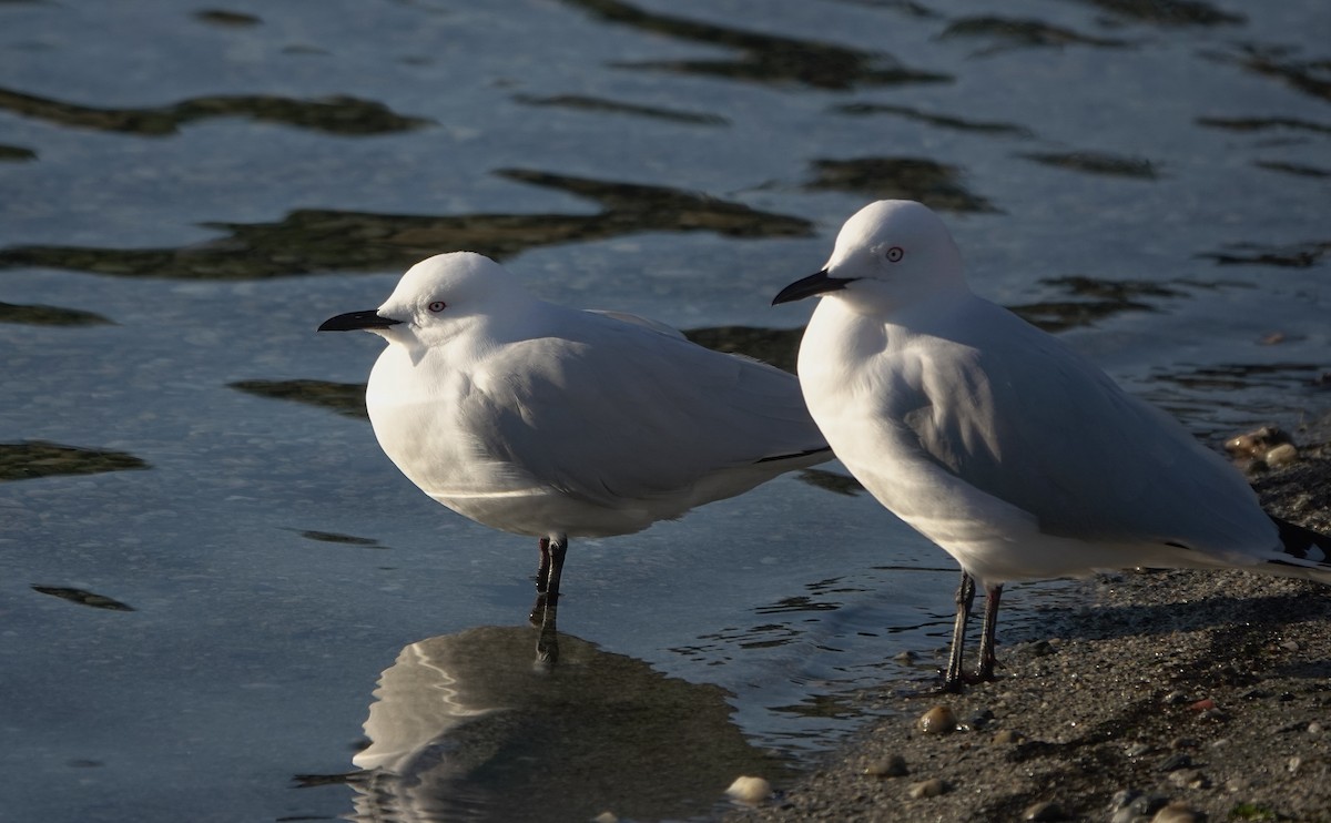 Gaviota Maorí - ML646731554