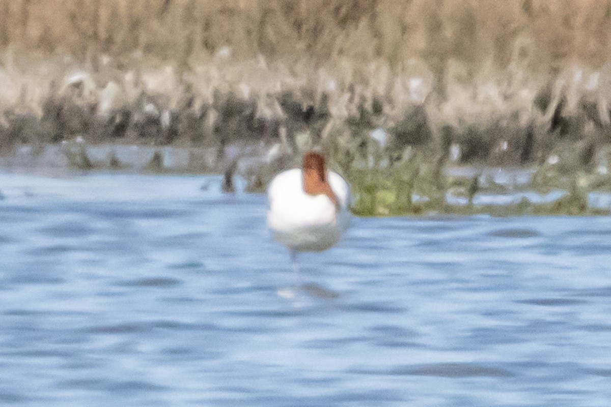 Abozeta burugorria - ML646731555