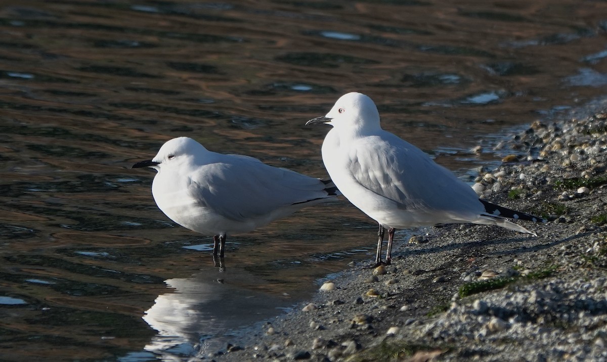 Gaviota Maorí - ML646731556
