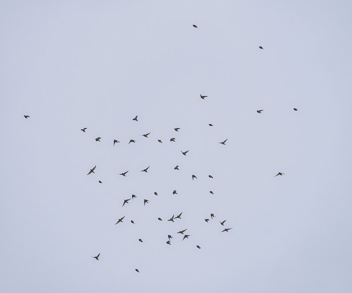 Buztanori amerikarra - ML646731557